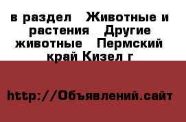  в раздел : Животные и растения » Другие животные . Пермский край,Кизел г.
